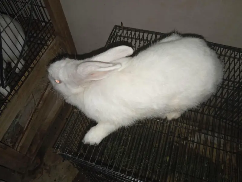 Pregnant Pure White New Zealand Female Rabbit - 3KG - Healthy Active — photo 4