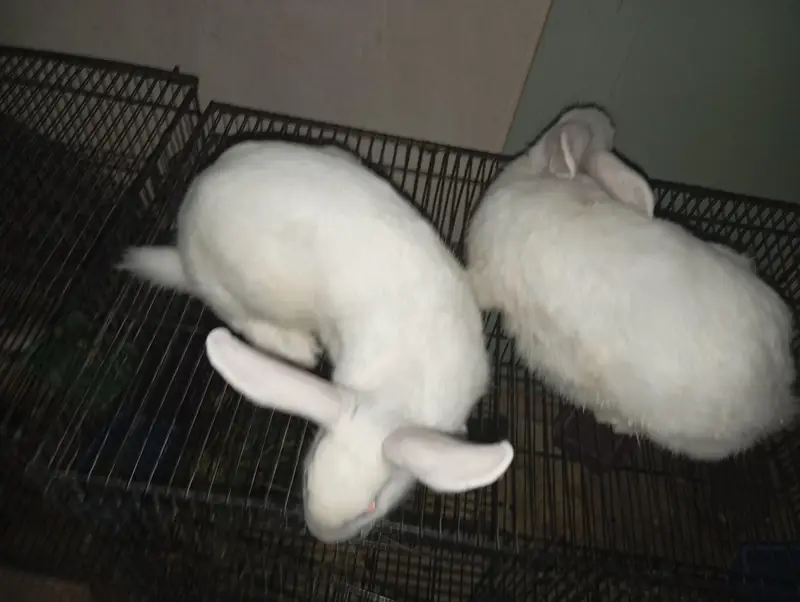 Pregnant Pure White New Zealand Female Rabbit - 3KG - Healthy Active — photo 5