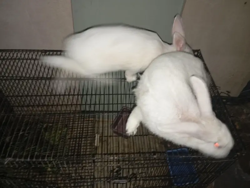 Pregnant Pure White New Zealand Female Rabbit - 3KG - Healthy Active — photo 6