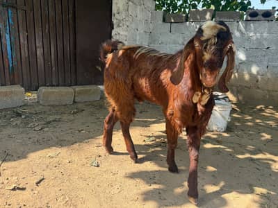 Breedar Donda bakra for sale