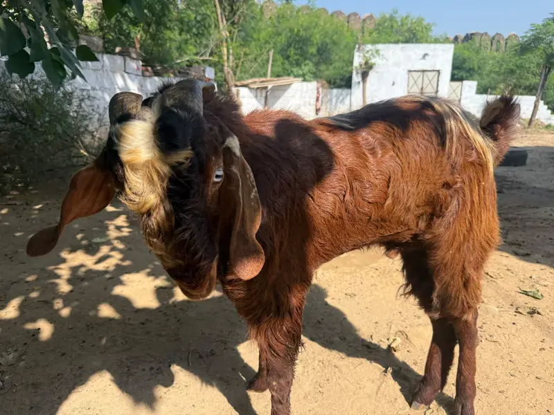 Breedar Donda bakra for sale — photo 2