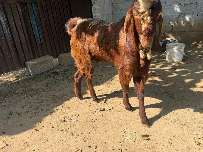 Breedar Donda bakra for sale — photo 3
