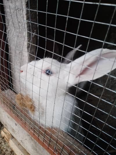 Cute Rabbits For Sale
