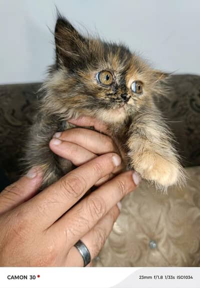 Persian punch face brown black color cat baby for sale 0305.4364606