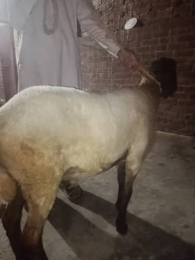 سستا چترا فور گول پیس