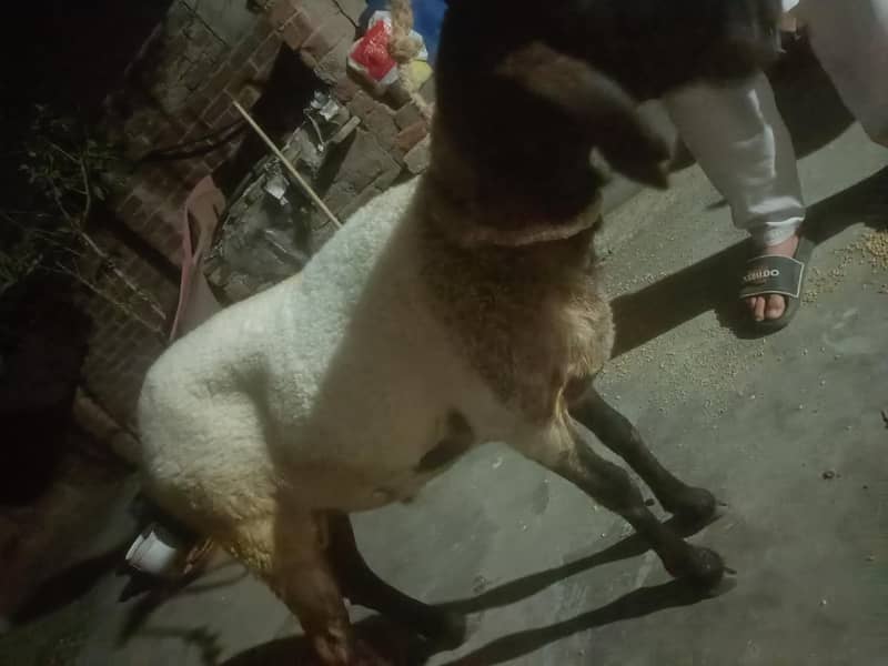 سستا چترا فور سیل گول پیس 1