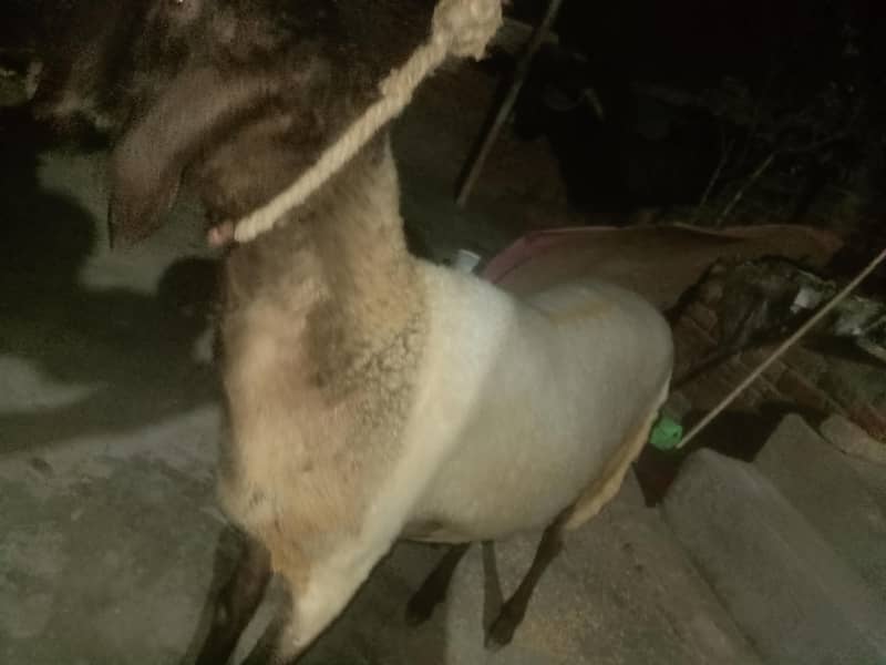 سستا چترا فور سیل گول پیس 2