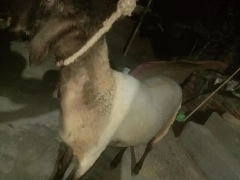 سستا چترا فور سیل گول پیس — photo 3