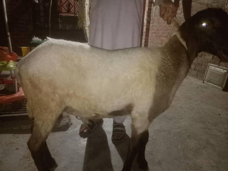سستا چترا فور سیل گول پیس 4