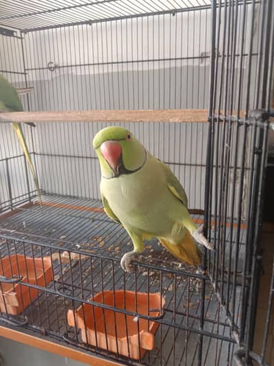 Talking Parrot for Sale  | Katha Nasal |  Healthy and Active
