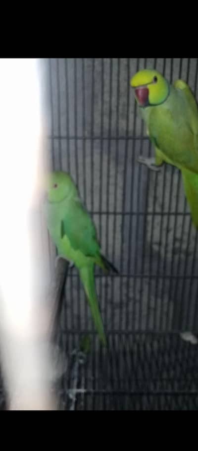 Ringneck 200/ breeder pair