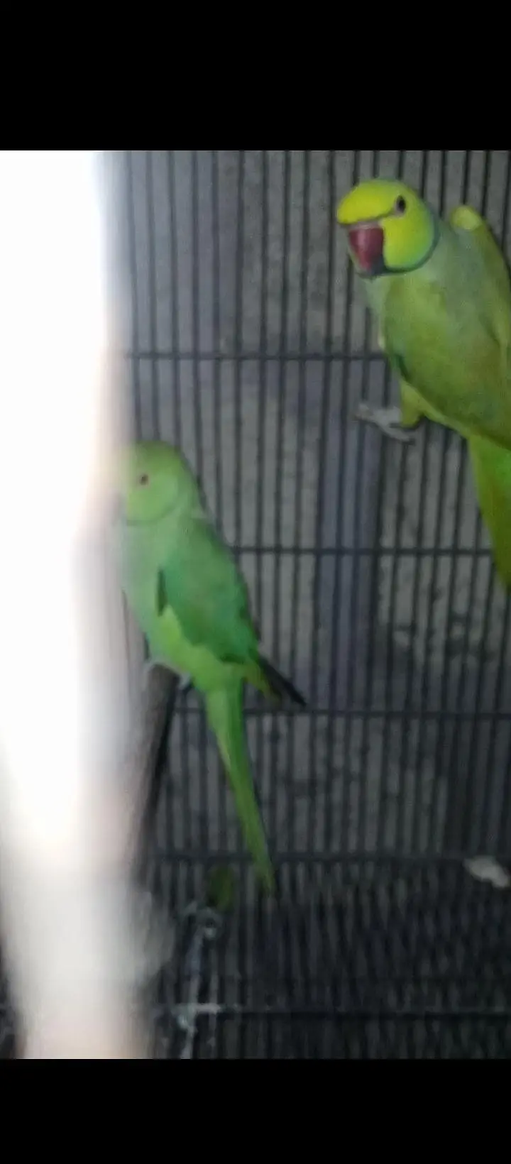 Ringneck 200/ breeder pair