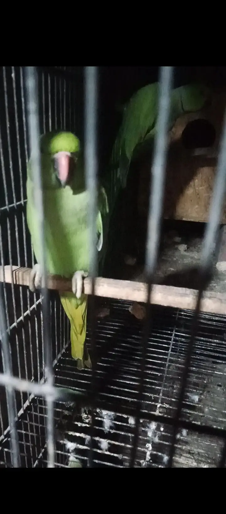 Ringneck 200/ breeder pair — photo 2