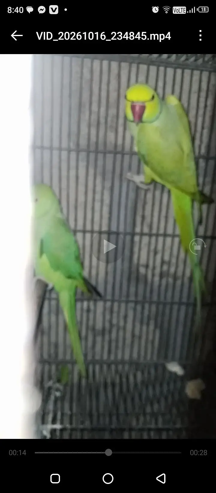 Ringneck 200/ breeder pair — photo 3