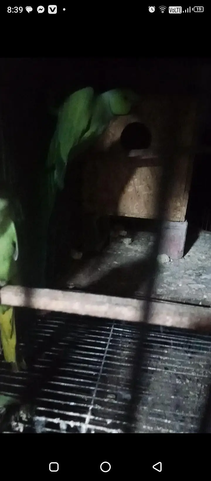 Ringneck 200/ breeder pair — photo 4