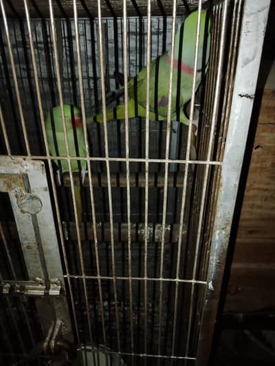 kashmir raw parrot 4 year age talk to talk our hand made