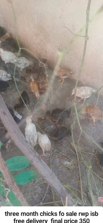 three month pathi for sale