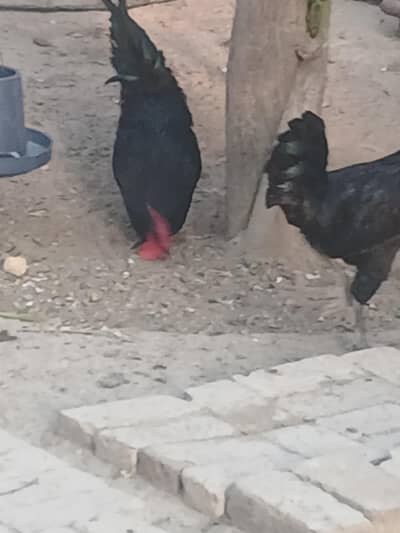 Asterlorp adult cocks and Fertile Eggs for sale