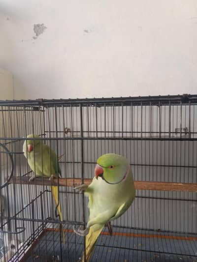 urgent sale