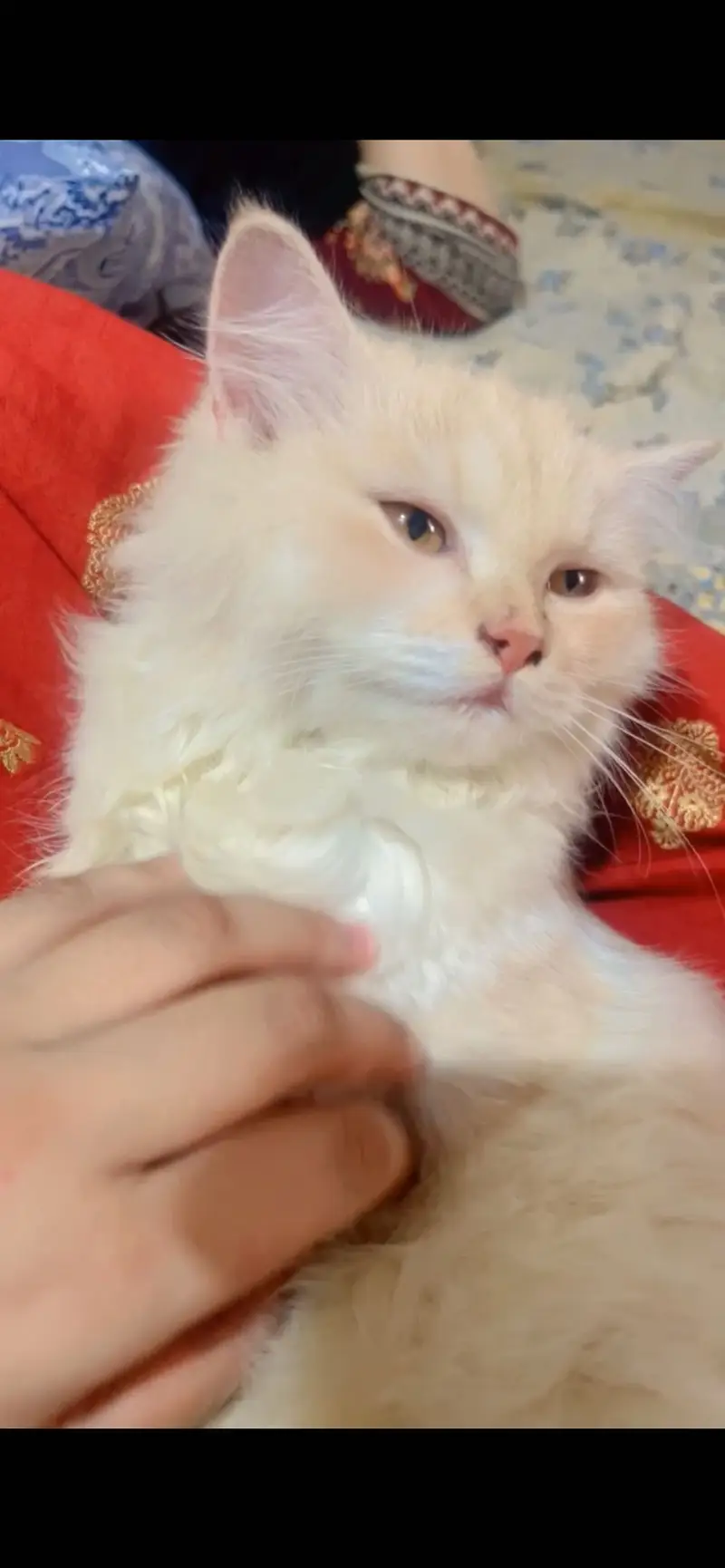 Brown Persian cat — photo 2