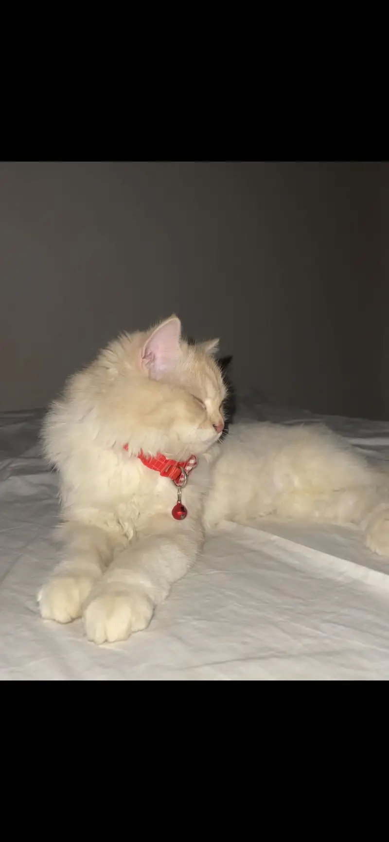 Brown Persian cat — photo 3