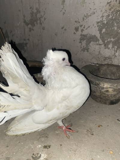 Lucky American pigeons