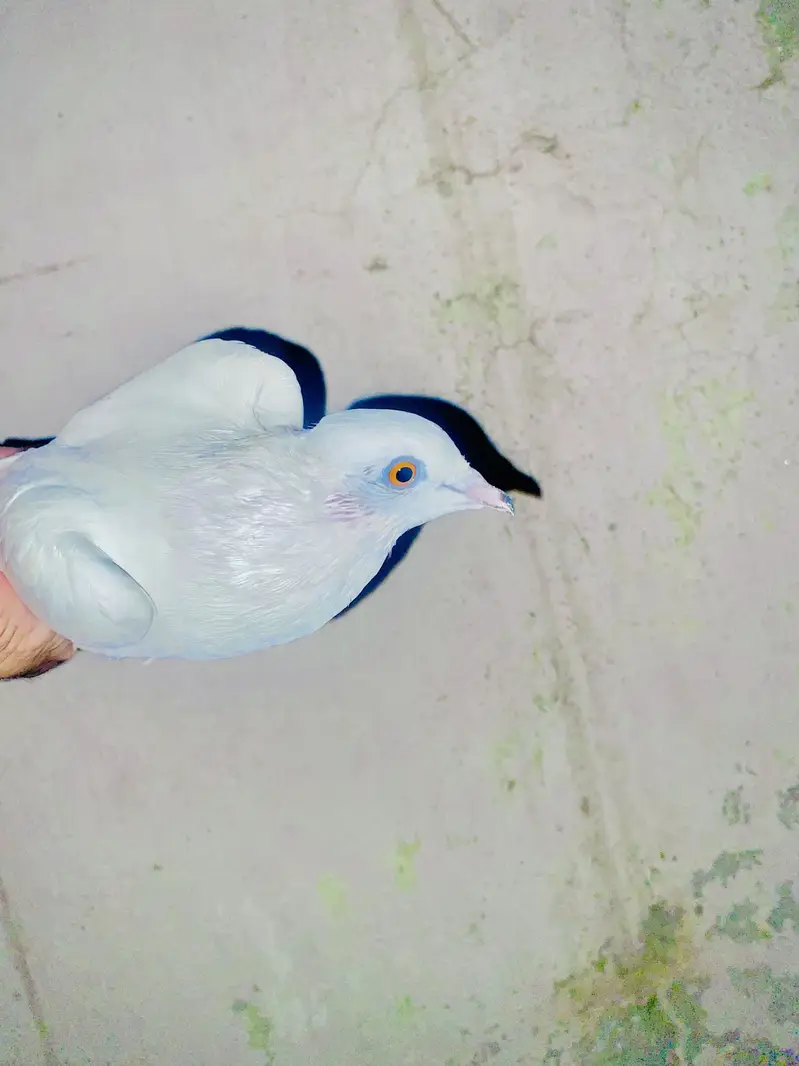 Lucky American pigeons — photo 2