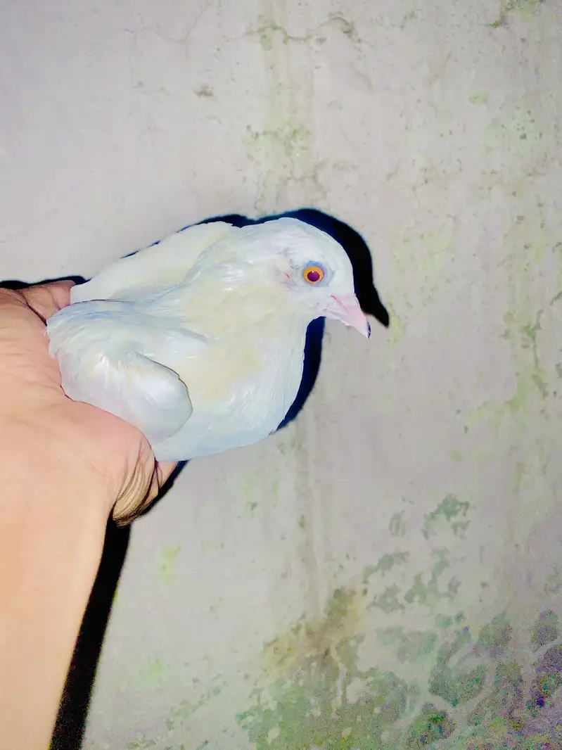 Lucky American pigeons — photo 3