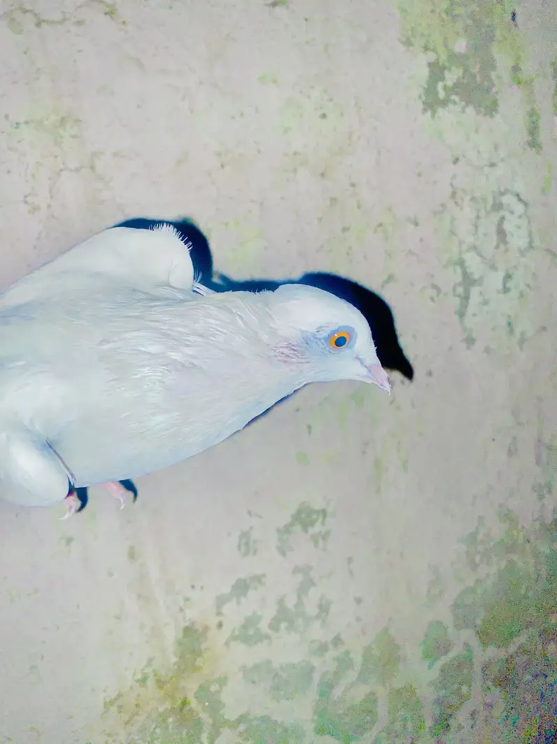 Lucky American pigeons — photo 4