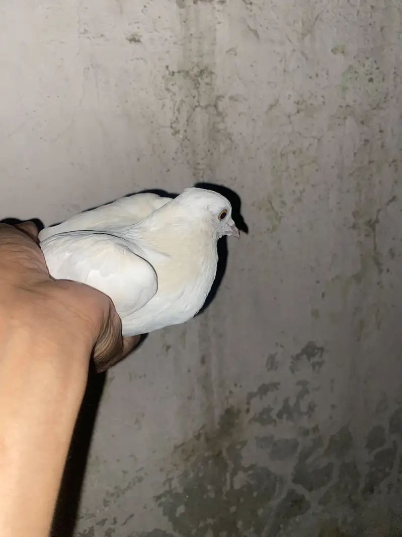 Lucky American pigeons — photo 5