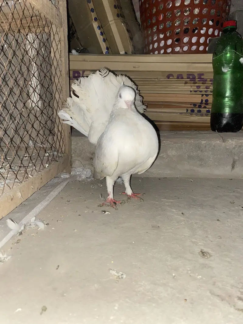 Lucky American pigeons — photo 6