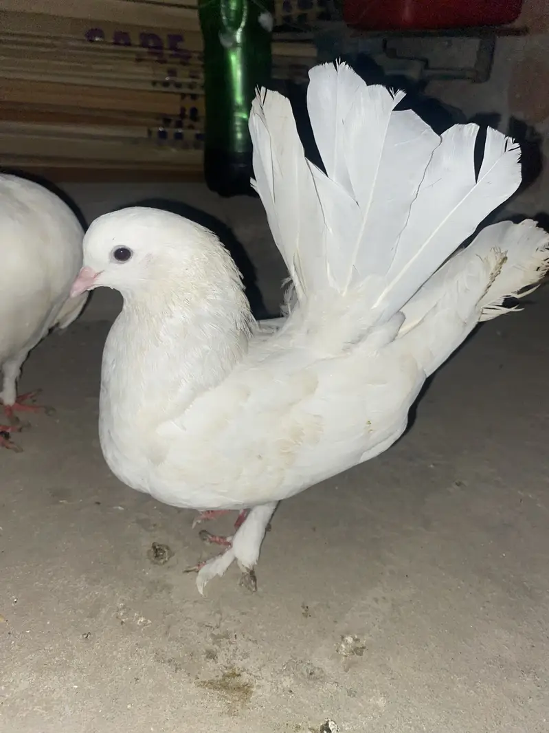 Lucky American pigeons — photo 7