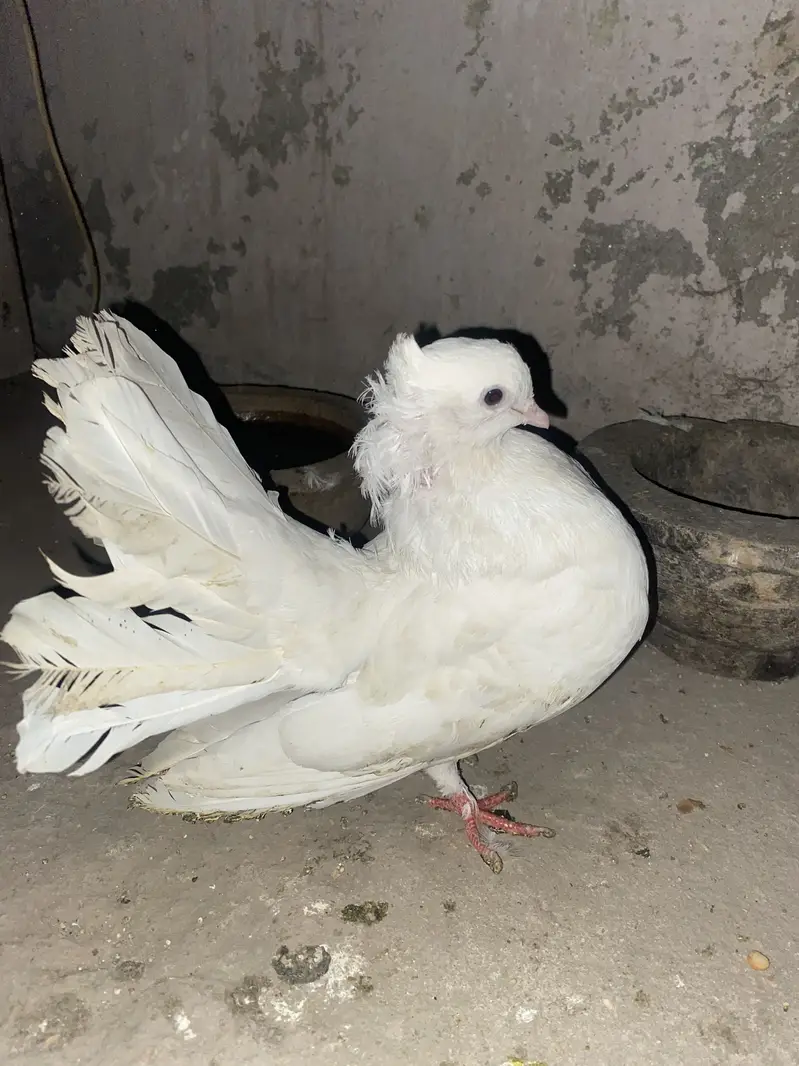 Lucky American pigeons — photo 8
