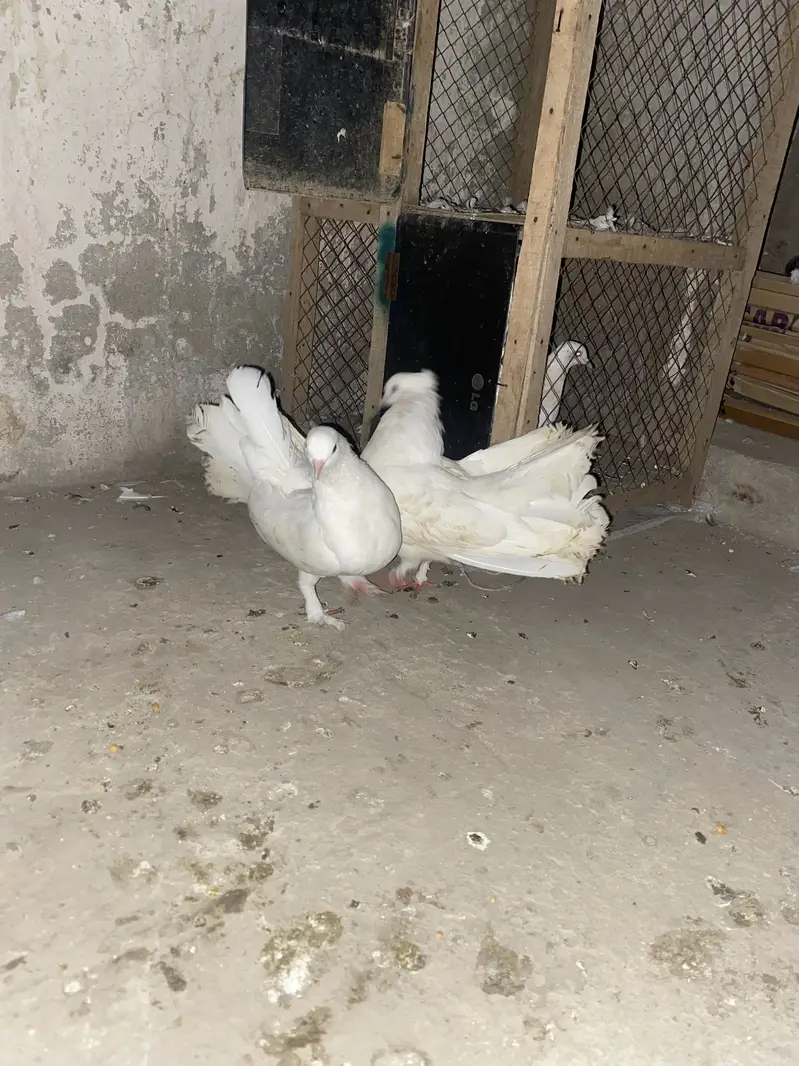 Lucky American pigeons — photo 9