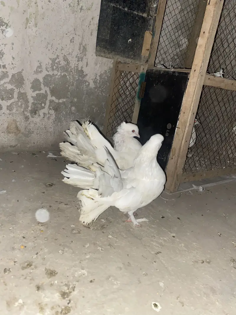 Lucky American pigeons — photo 10