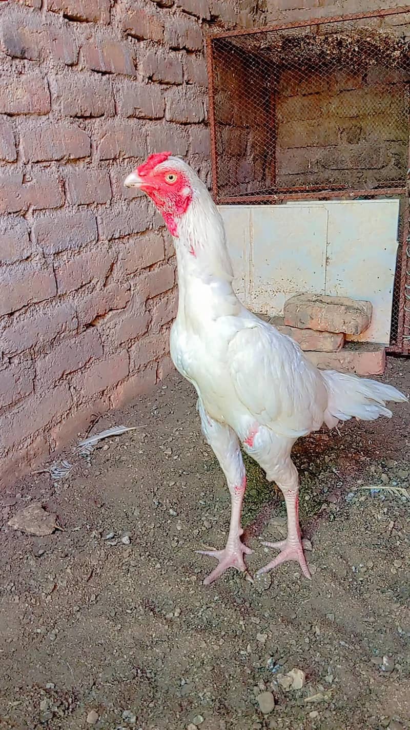 Heera patha 0
