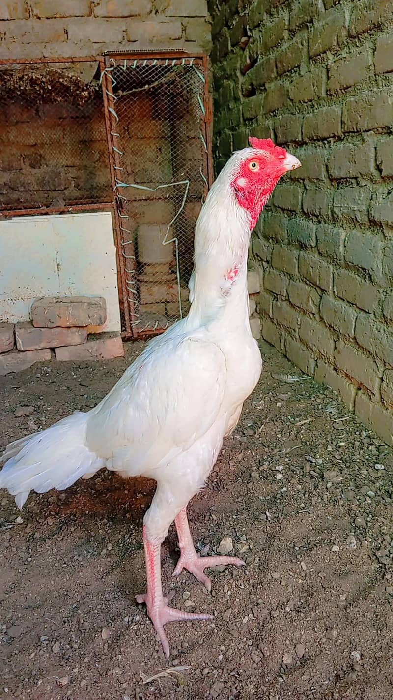 Heera patha 1
