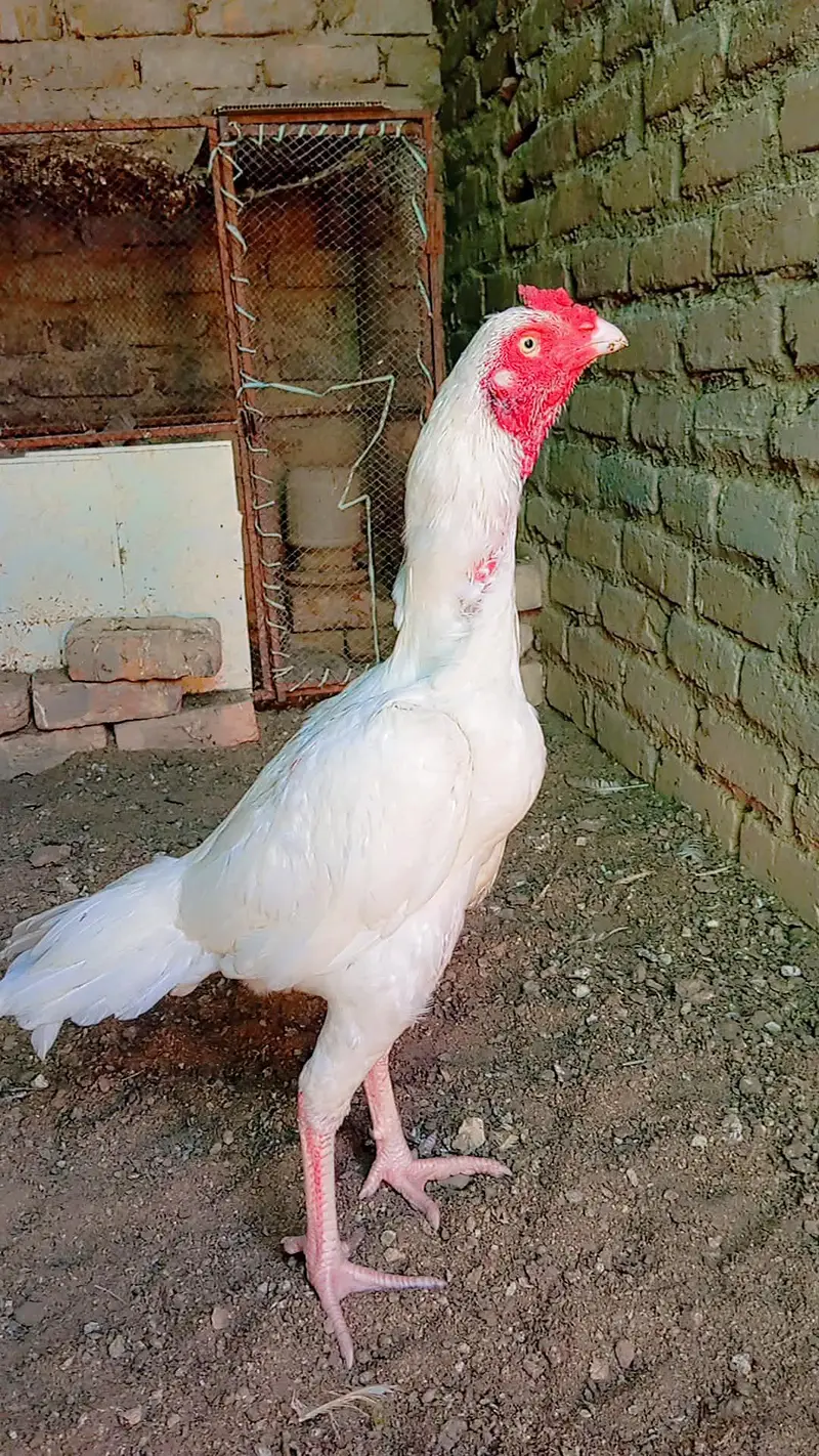 Heera patha — photo 2