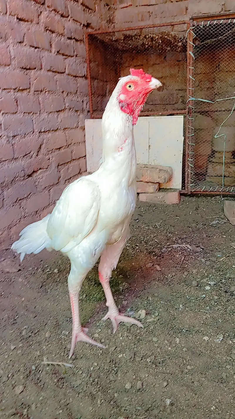 Heera patha — photo 3