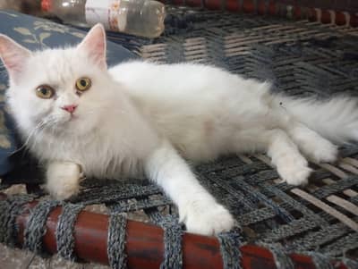 white Persian triple coat breeder female for sale