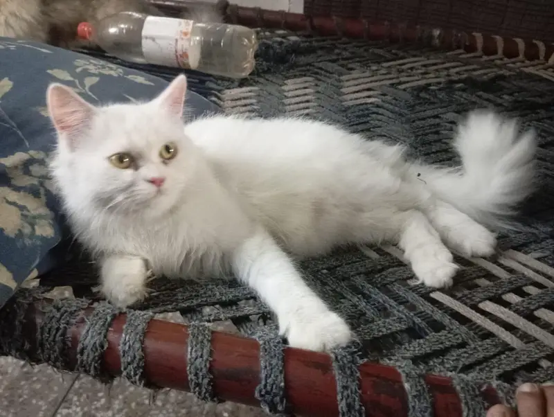 white Persian triple coat breeder female for sale — photo 2