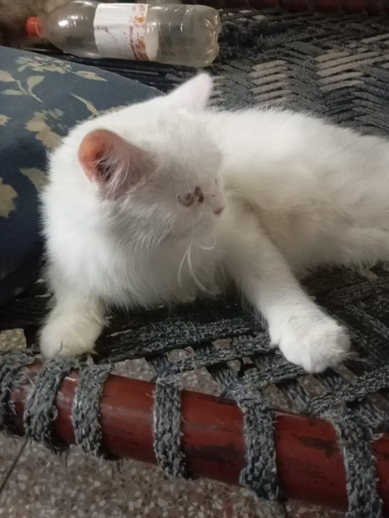 white Persian triple coat breeder female for sale — photo 3