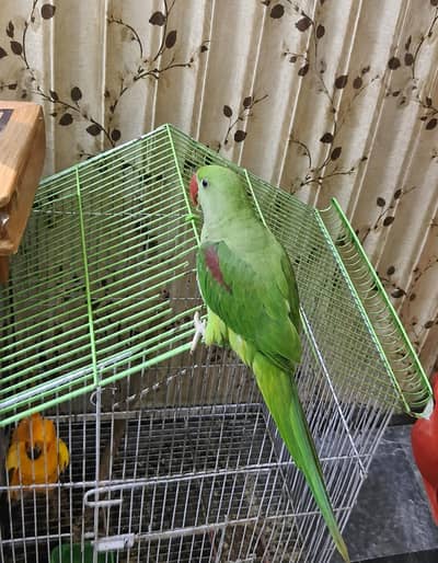 green semmi tamme