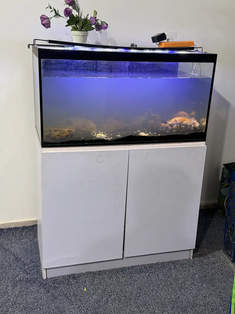 Complete Aquarium for Sale with 9 Fish & Cabinet — photo 2