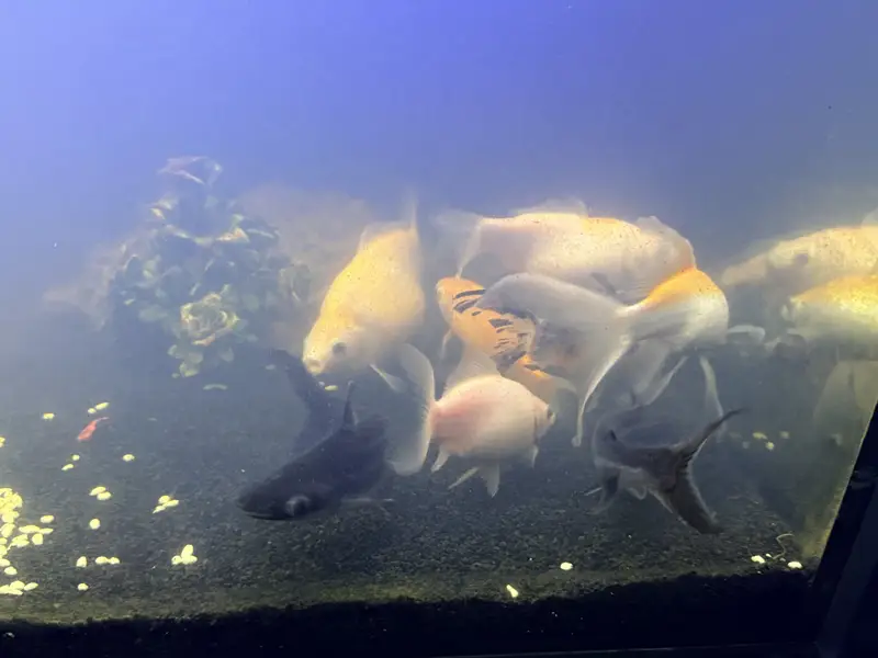 Complete Aquarium for Sale with 9 Fish & Cabinet — photo 3