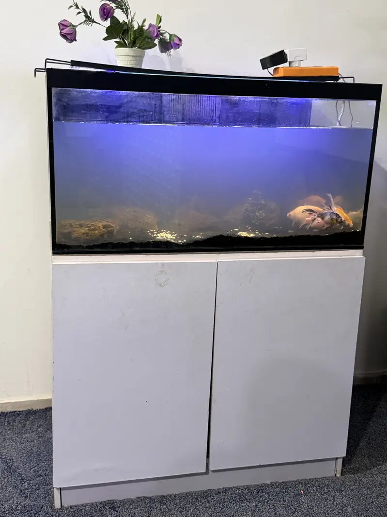 Complete Aquarium for Sale with 9 Fish & Cabinet — photo 4