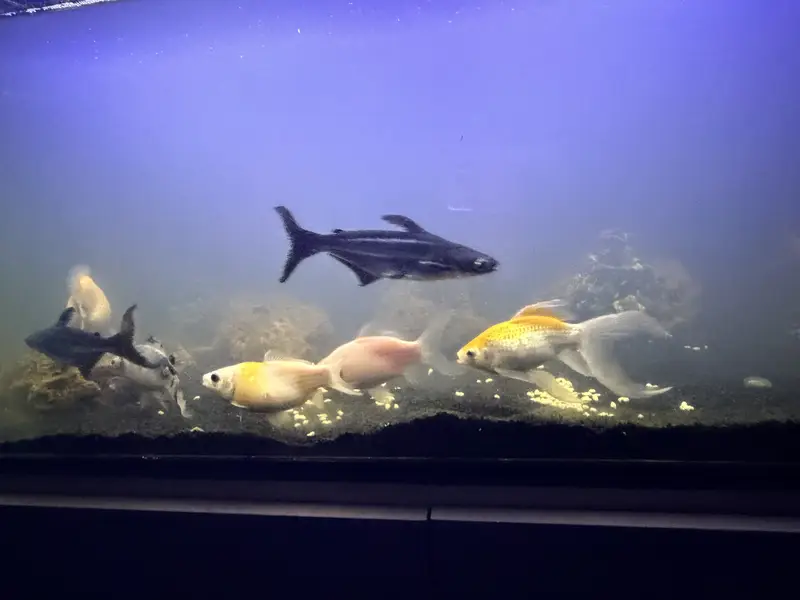 Complete Aquarium for Sale with 9 Fish & Cabinet — photo 5