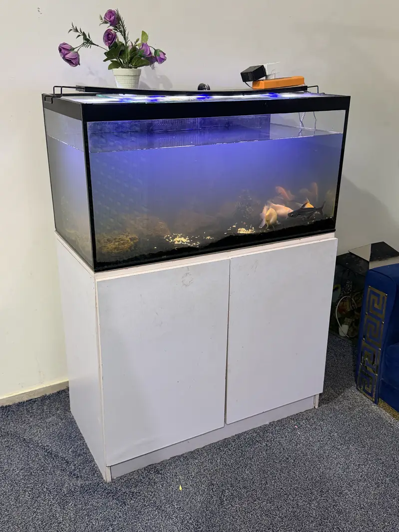 Complete Aquarium for Sale with 9 Fish & Cabinet — photo 6
