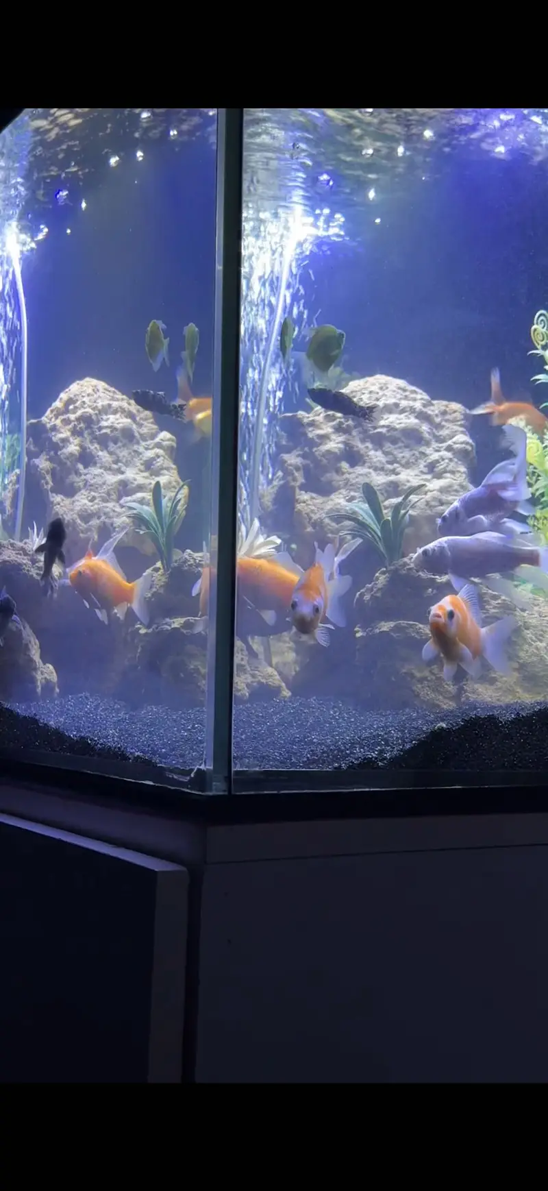 Complete Aquarium for Sale with 9 Fish & Cabinet — photo 7