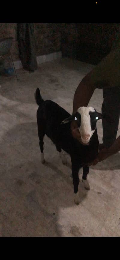 Black chamba male avail for sale